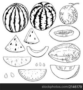 Hand drawn watermelon and melon. Vector sketch illustration.