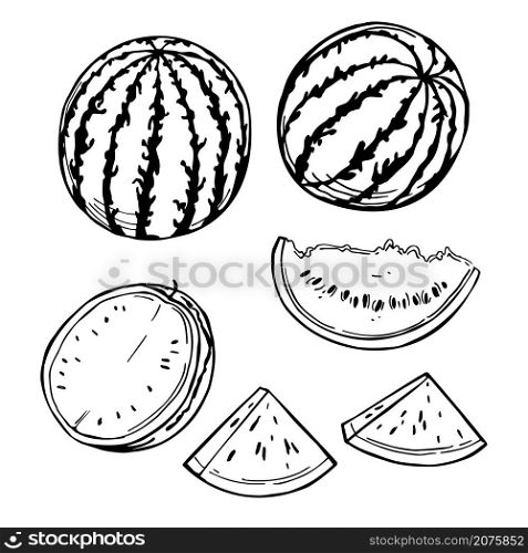 Hand drawn watermelon. Vector sketch illustration.. Watermelon. Vector illustration.