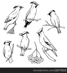Hand drawn waxwing birds on white background.Vector sketch illustration.. Waxwing birds.Vector illustration.