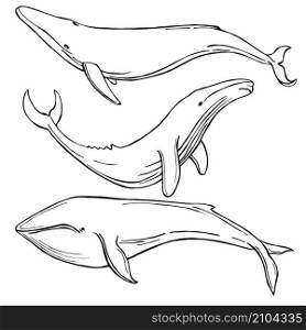 Hand drawn whales. Vector sketch illustration.