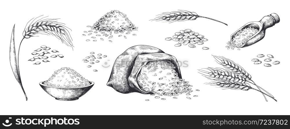 Hand drawn wheat. Grains plants in bag and cereal in bowl, rye barley and wheat ear spikes. Vector sketch illustration for food package design template, engraving food. Hand drawn wheat. Grains plants in bag and cereal in bowl, rye barley and wheat ear spikes. Vector sketch for food package design template