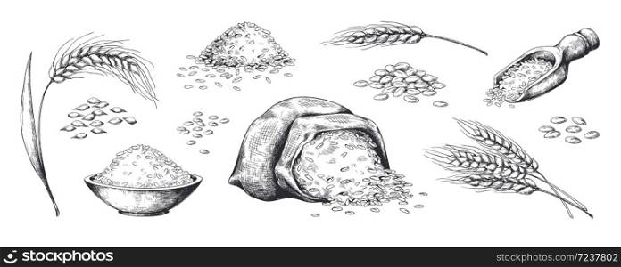 Hand drawn wheat. Grains plants in bag and cereal in bowl, rye barley and wheat ear spikes. Vector sketch illustration for food package design template, engraving food. Hand drawn wheat. Grains plants in bag and cereal in bowl, rye barley and wheat ear spikes. Vector sketch for food package design template