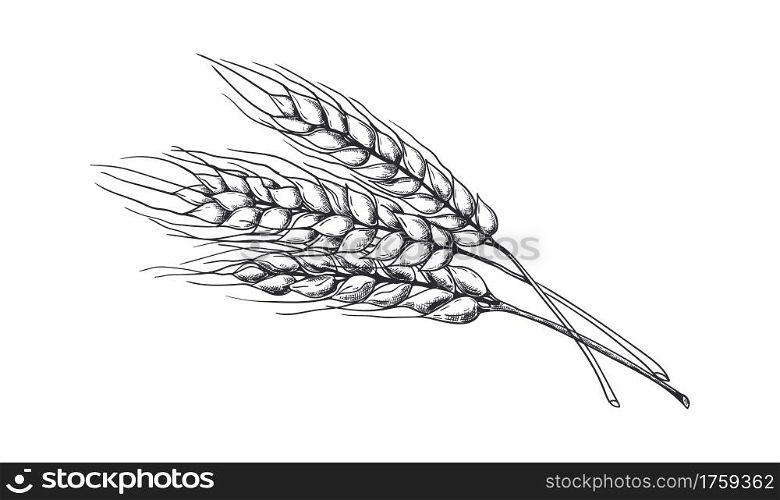 Hand drawn wheat. Realistic wheat ear. Black and white sketch of isolated agricultural plant. Barley and rye crop. Harvesting grain for flour production. Vector natural organic whole ripe oat template. Hand drawn wheat. Realistic wheat ear. Black and white sketch of agricultural plant. Barley and rye crop. Harvesting grain for flour production. Vector natural organic whole oat template