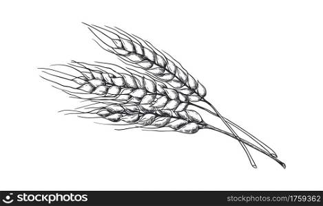 Hand drawn wheat. Realistic wheat ear. Black and white sketch of isolated agricultural plant. Barley and rye crop. Harvesting grain for flour production. Vector natural organic whole ripe oat template. Hand drawn wheat. Realistic wheat ear. Black and white sketch of agricultural plant. Barley and rye crop. Harvesting grain for flour production. Vector natural organic whole oat template