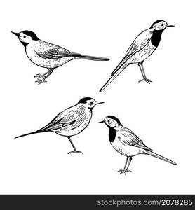 Hand drawn bird. Redstart. Outline drawing. Vector illustration. Black ...