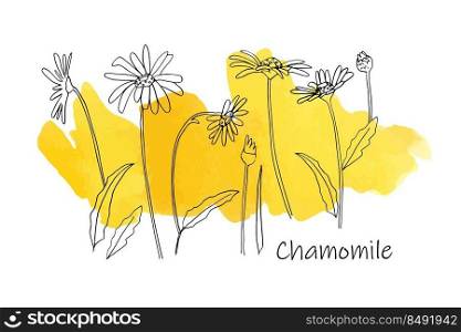 Hand drawn wild flowers with abstract watercolor blots, camomile botanical doodle vector illustration for print, textile or wallpape