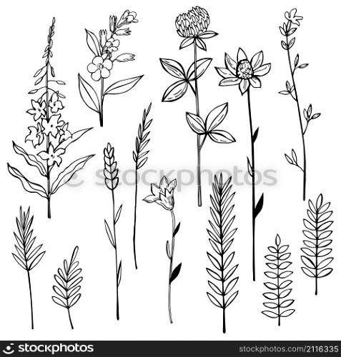Hand drawn wild herbs and flowers. Vector sketch illustration. Hand drawn wild herbs and flowers.
