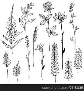 Hand drawn wild herbs and flowers. Vector sketch illustration. Hand drawn wild herbs and flowers.