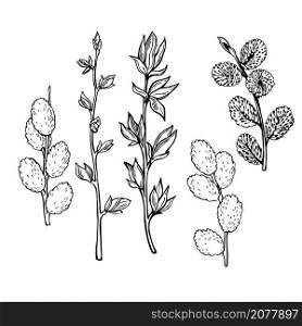 Hand drawn willow spring branches. Vector sketch illustration.. Willow spring branches. Vector illustration.