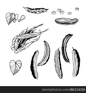 Hand drawn  winged beans, winged peas  Cipir, kecipir . Vector sketch  illustration. . Sketch winged beans. Vector  illustration