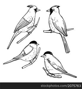 Hand drawn winter birds. Bullfinches and Cardinals. Vector sketch illustration.. Hand drawn Bullfinches and Cardinals.