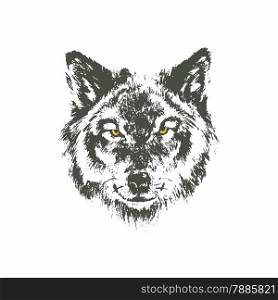 Hand drawn wolf sketch on white background