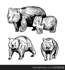 Hand drawn wombat (Vombatus ursinus). Vector sketch illustration.. Wombat. Vector illustration.