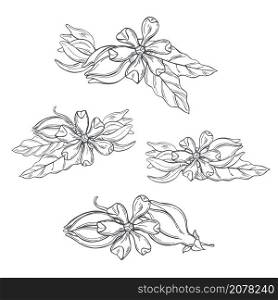 Hand drawn Ylang-Ylang flowers on white background. Vector sketch illustration. . Ylang-Ylang flowers on white background.