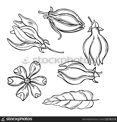 Hand drawn Ylang-Ylang flowers.Vector sketch illustration.. Ylang-Ylang flowers.Vector illustration.