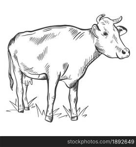 Hand sketch cow isolated object. Cattle breeding, agriculture. The cow is standing in the meadow. Vector illustration of livestock, vintage.. Hand sketch cow isolated object.