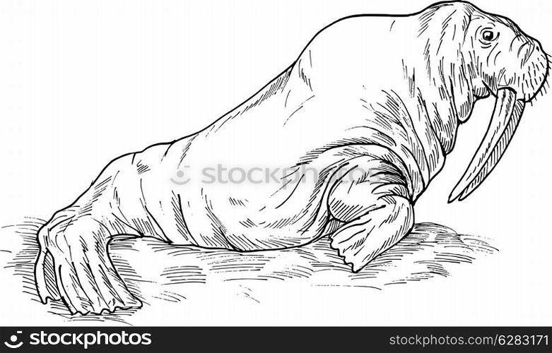 hand sketch drawing illustration of a Walrus done in black and white. Walrus drawing