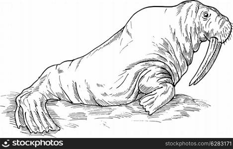 hand sketch drawing illustration of a Walrus done in black and white. Walrus drawing