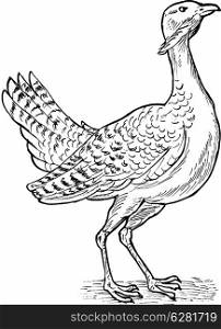 hand sketch drawing illustration of the Great bustard bird.. Great bustard bird drawing