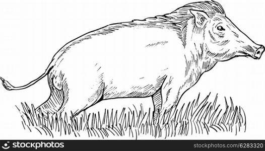 hand sketch illustration of a wild boar or pig done in black and white. wild boar or pig