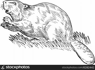 hand sketched drawing illustration of a European beaver or Eurasian beaver done in black and white.. European beaver or Eurasian beaver drawing