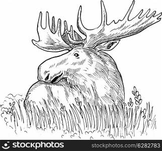 hand sketched drawing illustration of a moose or common European elk done in black and white.. moose or common European elk drawing