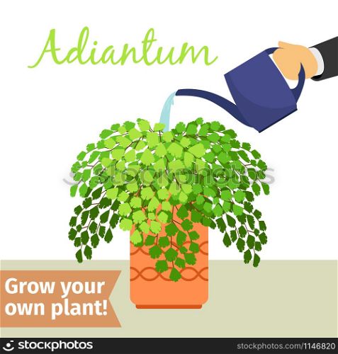 Hand with watering can pours adiantum vector illustration for flower shop. Hand watering adiantum plant