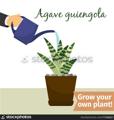 Hand with watering can pours agave guiengola vector illustration for flower shop. Hand watering agave plant