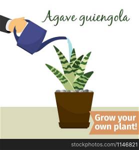 Hand with watering can pours agave guiengola vector illustration for flower shop. Hand watering agave plant