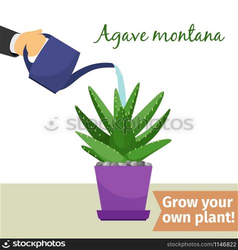Hand with watering can pours agave montana vector illustration for flower shop. Hand watering agave plant illustration