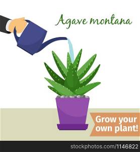 Hand with watering can pours agave montana vector illustration for flower shop. Hand watering agave plant illustration