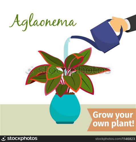 Hand with watering can pours aglaonema vector illustration for flower shop. Hand watering aglaonema plant