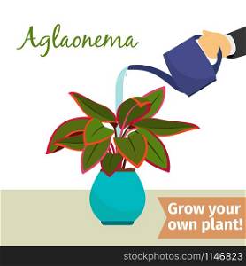 Hand with watering can pours aglaonema vector illustration for flower shop. Hand watering aglaonema plant