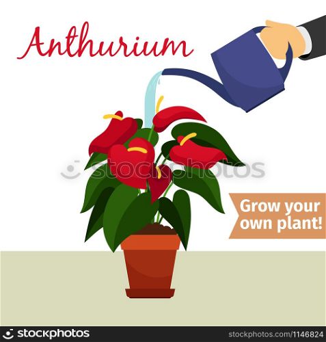 Hand with watering can pours anthurium vector illustration for flower shop. Hand watering anthurium plant