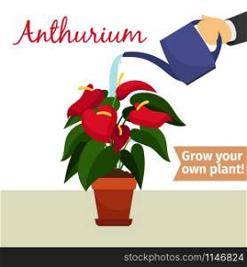 Hand with watering can pours anthurium vector illustration for flower shop. Hand watering anthurium plant