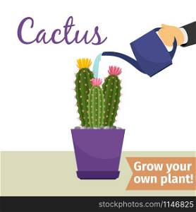 Hand with watering can pours cactus vector illustration for flower shop. Hand watering cactus plant