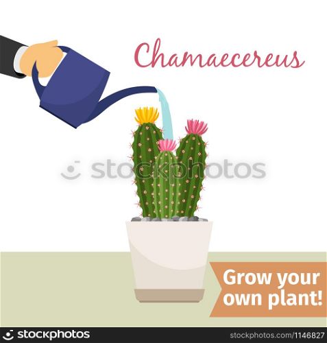 Hand with watering can pours chamaecereus vector illustration for flower shop. Hand watering chamaecereus plant