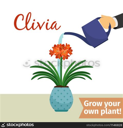 Hand with watering can pours clivia vector illustration for flower shop. Hand watering clivia plant