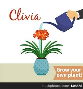 Hand with watering can pours clivia vector illustration for flower shop. Hand watering clivia plant