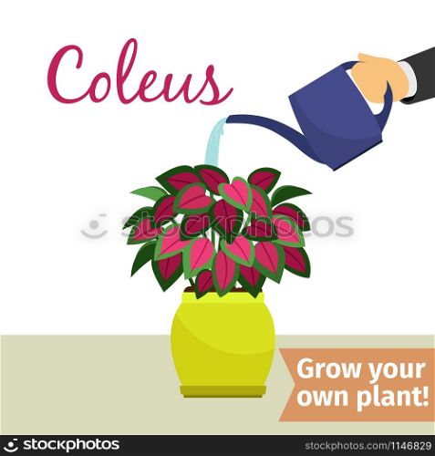 Hand with watering can pours coleus vector illustration for flower shop. Hand watering coleus plant