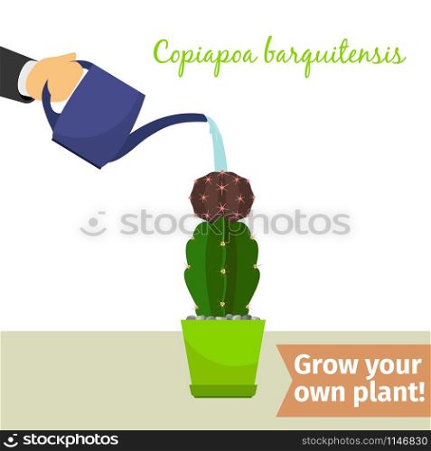 Hand with watering can pours copiapoa barquitensis vector illustration for flower shop. Hand watering copiapoa plant