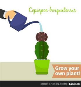 Hand with watering can pours copiapoa barquitensis vector illustration for flower shop. Hand watering copiapoa plant