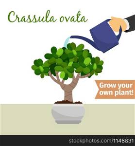 Hand with watering can pours crassula ovata vector illustration for flower shop. Hand watering crassula ovata plant