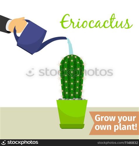 Hand with watering can pours eriocactus vector illustration for flower shop. Hand watering eriocactus plant