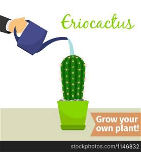 Hand with watering can pours eriocactus vector illustration for flower shop. Hand watering eriocactus plant