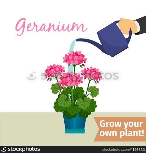 Hand with watering can pours geranium vector illustration for flower shop. Hand watering geranuim plant