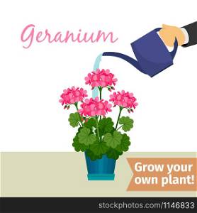 Hand with watering can pours geranium vector illustration for flower shop. Hand watering geranuim plant