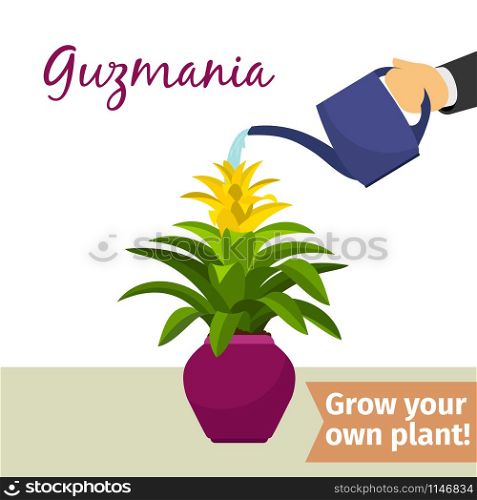 Hand with watering can pours guzmania vector illustration for flower shop. Hand watering guzmania plant
