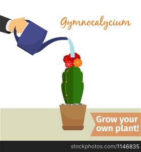 Hand with watering can pours gymnocalycium vector illustration for flower shop. Hand watering gymnocalycium plant