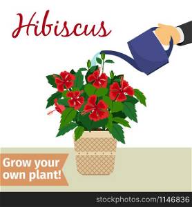 Hand with watering can pours hibiscus vector illustration for flower shop. Hand watering hibiscus plant